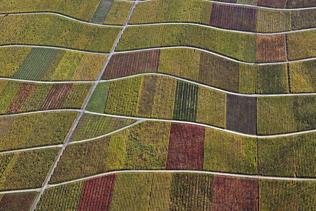 cultivo de tulipanes visto desde el cielo